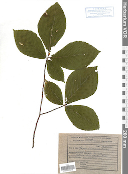 VOR 0025274