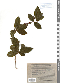 VOR 0025269