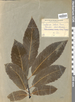 VOR 0025234
