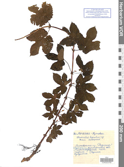 VOR 0023785