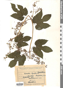 VOR 0023780