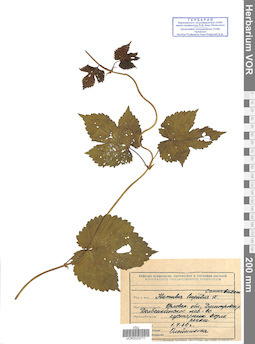 VOR 0023771