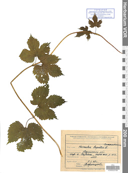 VOR 0023766