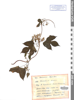 VOR 0023760
