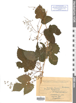 VOR 0023756
