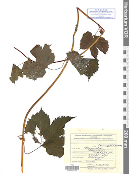 VOR 0023755