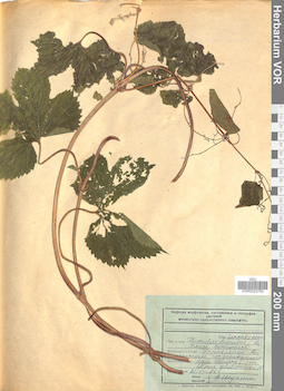 VOR 0023750