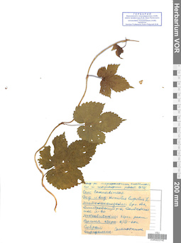 VOR 0023745