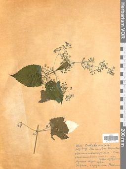 VOR 0023740