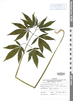 VOR 0042500