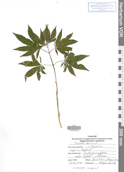 VOR 0042434