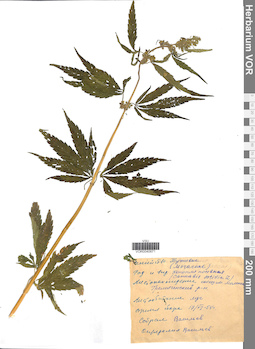 VOR 0040671