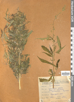 VOR 0023790