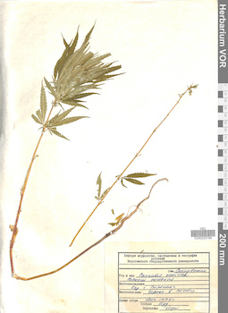 VOR 0023788