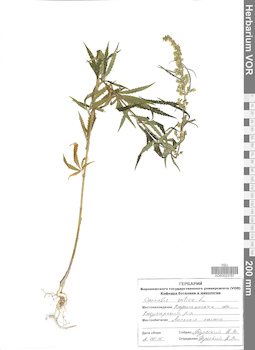 VOR 0023787