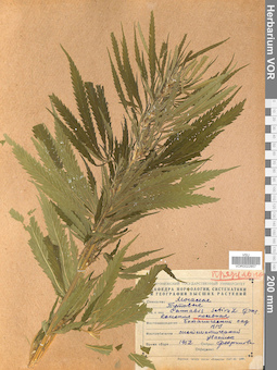 VOR 0022857