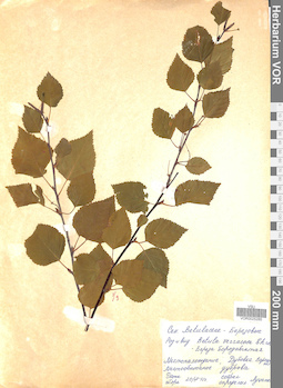 VOR 0025285
