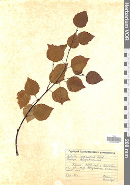 VOR 0025284