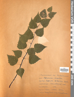 VOR 0025282