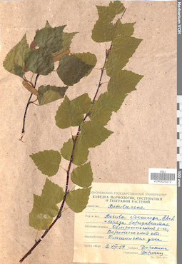VOR 0025272
