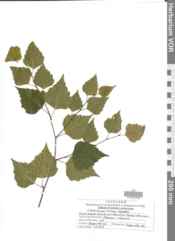 VOR 0039396