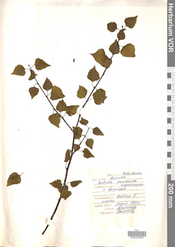 VOR 0025283