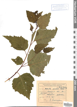VOR 0025281