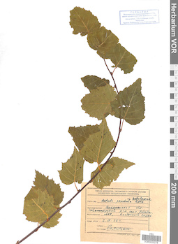 VOR 0025278