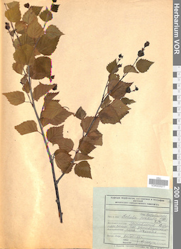 VOR 0025277