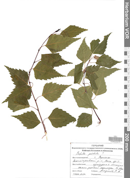 VOR 0025275