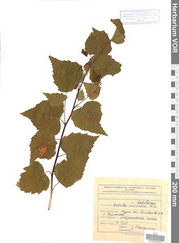 VOR 0025270