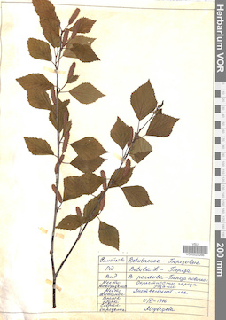 VOR 0025266