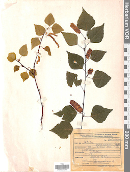 VOR 0025265