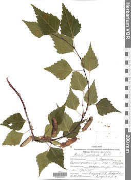 VOR 0025261