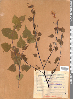 VOR 0025256