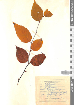VOR 0025230