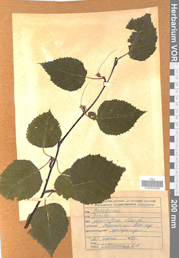 VOR 0025280
