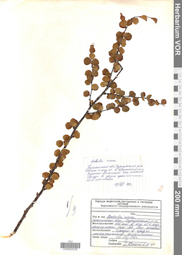 VOR 0025238