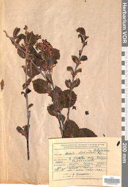 VOR 0025229