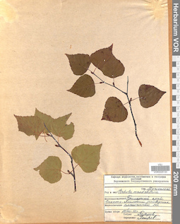 VOR 0025120