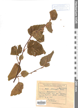 VOR 0025130