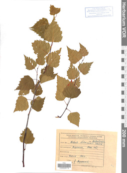 VOR 0025115
