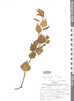 VOR 0042446