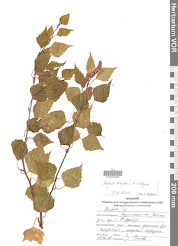 VOR 0042445