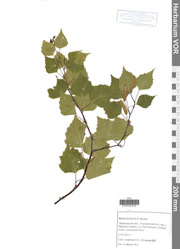 VOR 0040306