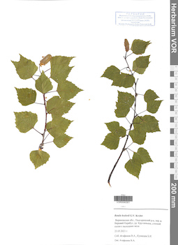 VOR 0040301