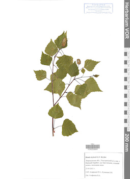 VOR 0039845