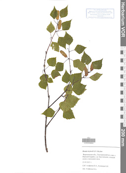 VOR 0039844