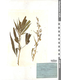 VOR 0022854