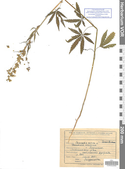 VOR 0022849